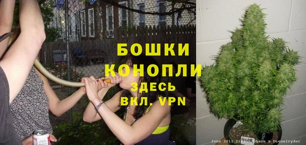 прущие грибы Новодвинск
