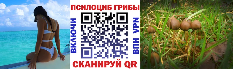 Псилоцибиновые грибы мицелий Красноуфимск